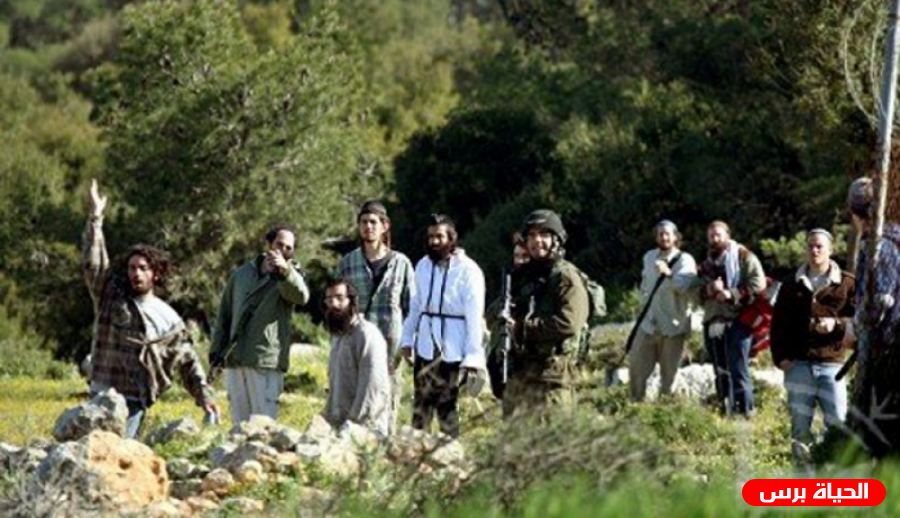 مستوطنون يسرقون ثمار الزيتون غرب نابلس